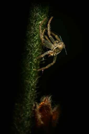 A macro photograph capturing the vacant abdomen of a spider after molting. This close-up image showcases the delicate exoskeleton shed by the spider during the molting process, revealing the intricate structures within. Perfect for illustrating arachnid biology, molting phenomena, and the marvels of nature's renewal