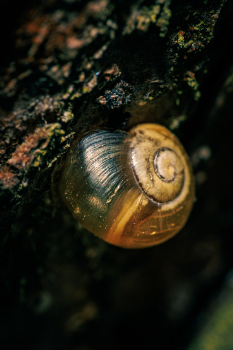 A close-up shot capturing a snail nestled within its shell, adhered to the bark of a tree. This macro image showcases the snail's unique adaptation, clinging to the rough texture of the tree trunk. Perfect for illustrating mollusk behavior, arboreal habitats, and the wonders of nature's adaptations.