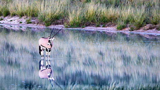 South African oryx (Oryx gazella) (Gemsbok) on Bitterpan in the Kgalagadi Transfrontier Park