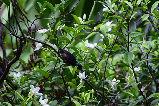 Hidden little bird collecting nectar on green nature