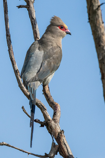 Red-faced Mousebird (Rooiwangmuisvoël) (Urocolius indicus) at Marievale Wetland Bird Sanctuary, Springs, Gauteng, South Africa