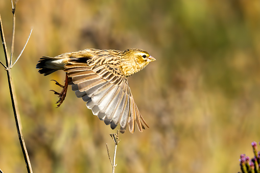 Female Long-tailed Widowbird (Langstertflap) (Euplectes progne) in flight in non-breeding plumage in Marievale Wetland Bird Sanctuary, Springs, Gauteng, South Africa