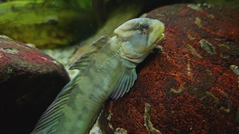 Close view of a tropical blenny fish