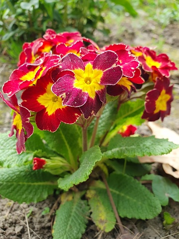 Cherry-colored stemless primrose, beautiful flowers for flower beds, flowering plant