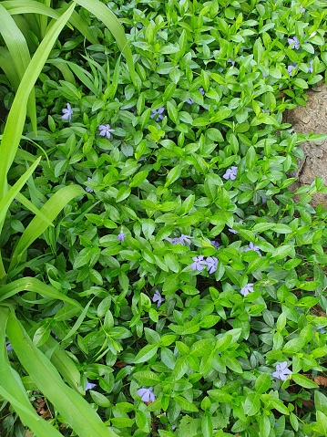 Periwinkle is an evergreen creeping subshrub, blue flowers, herbs with erect flowering shoots