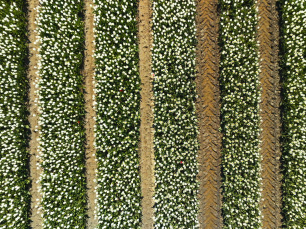 Aerial, side view of white tulip rows on a sunny day.