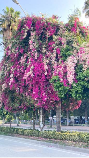 istock avenue, alley, bougainvillea trees 2148682703