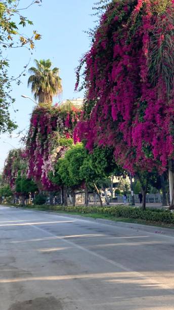 istock avenue, alley, bougainvillea trees 2148682710