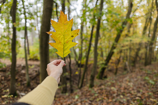 A single vibrant maple leaf held against the soft-focus backdrop of an autumn forest.