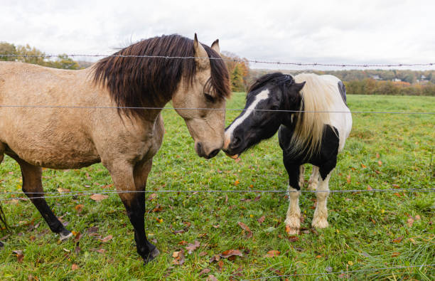 istock Two Horses Bonding Behind Fence in Autumn Pasture 2148682788