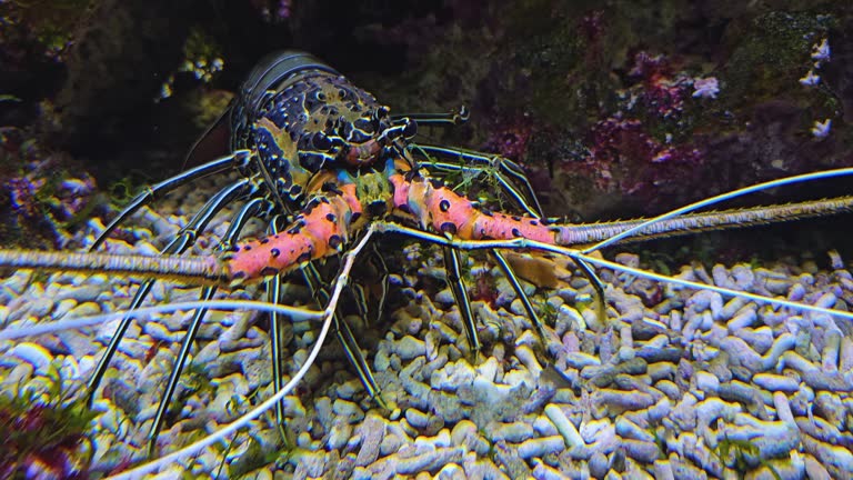 A colourful lobster