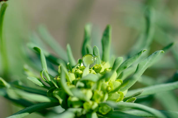 drop of water on flowers