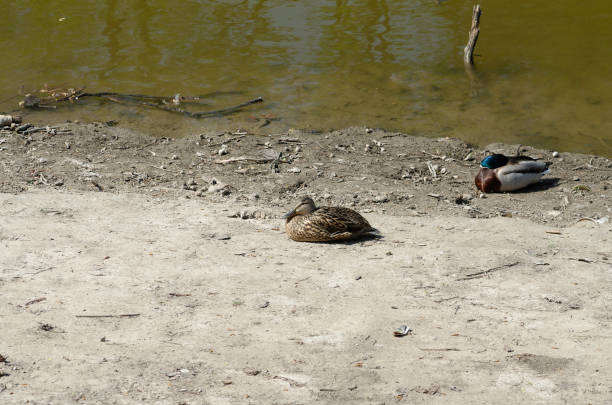 the duck is basking in the sun.