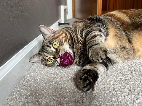 Small brown cat laying on a carpeted floor with a sparkly ball in its mouth.
