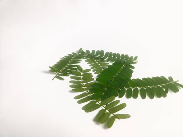 istock tamarind leaves on an isolated white background 2148685569
