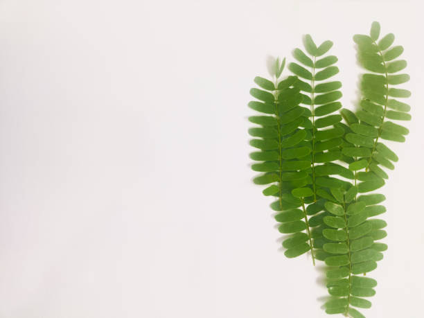 istock tamarind leaves on an isolated white background 2148685582