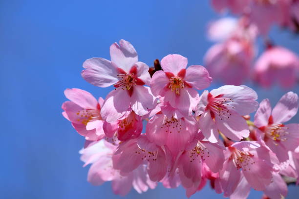 istock Youko cherry blossoms coloring the spring (Makino Park, Sakawa Town, Kochi Prefecture) 2148685831