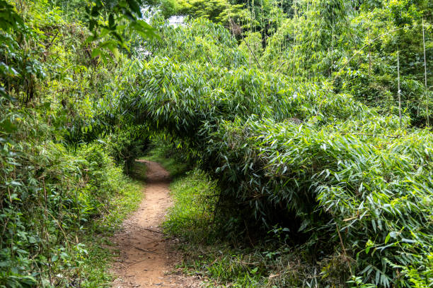istock Macuco Trail, Iguazu Falls, Argentina 2148687124