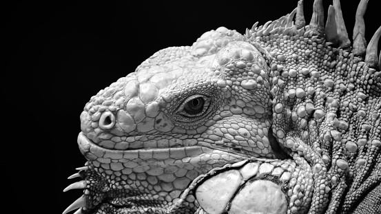 lizard close up of a iguana black and white color, eye stare on camera with black background for photo stock