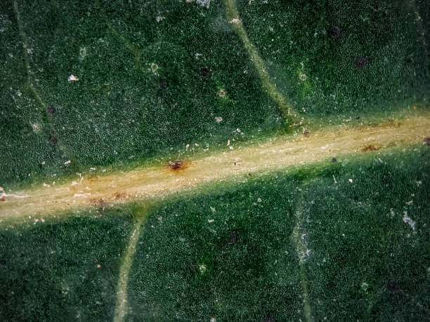 istock Super Macro photography of rotten leaf 2148687452