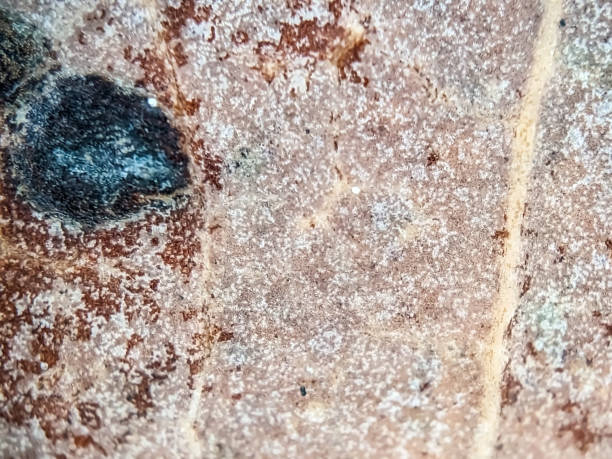 istock Super Macro photography of rotten leaf 2148687537