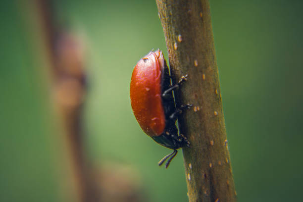 red insect sitting on a tree branch in the forest