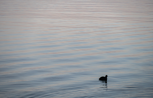 In the evening, a water duck rests in the water.