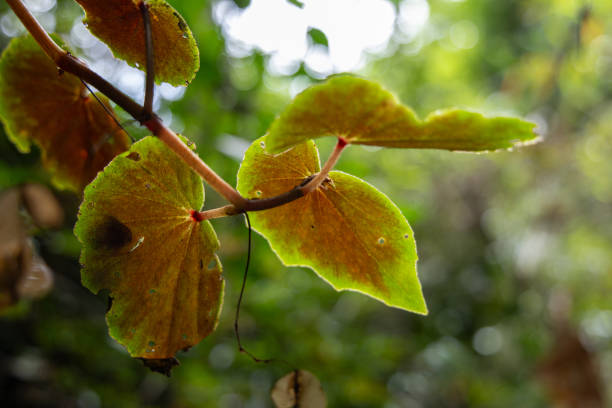 The Macuco Trail is a moderate hiking path thru the rainforest  and close to one of the smaller falls
