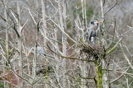 Great Blue Heron in Nest with Heron in Background