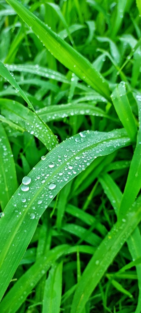Bandung, Indonesia - Apr 15, 2024: Morning dew on green pasture grass