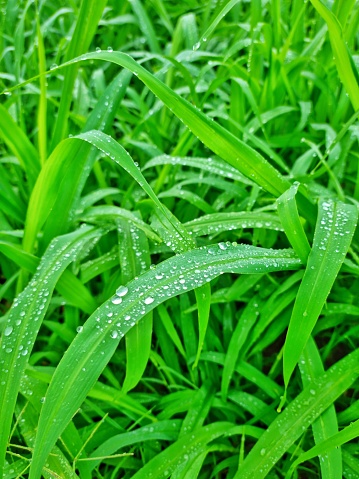Bandung, Indonesia - Apr 15, 2024: Morning dew on green pasture grass