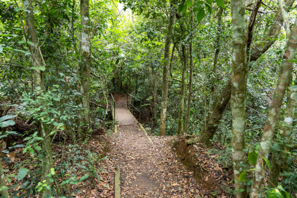 istock Macuco Trail, Iguazu Falls, Argentina 2148689052