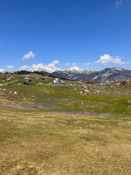 istock Saffron bloom and wooden huts at Velika planina, Slovenia 2148689342
