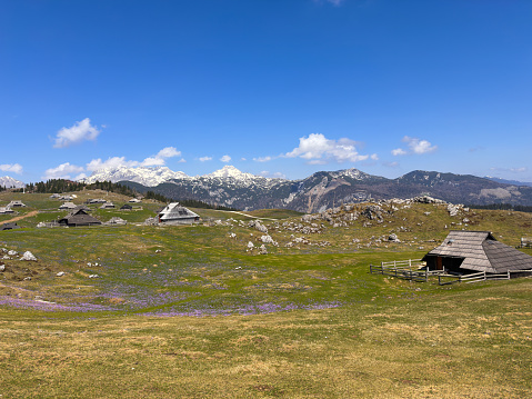 Saffron bloom and wooden huts at Velika planina, Slovenia in spring.