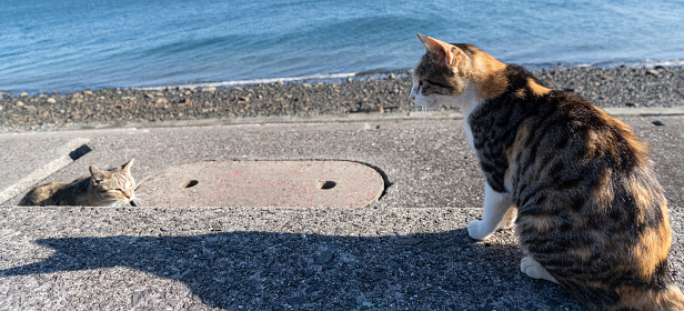 Cute cat living by the seaside