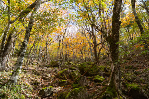 istock beautiful autumn leaves forest 2148689739