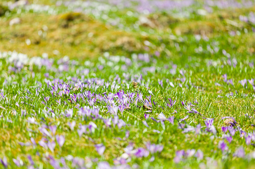 Saffron bloom at Velika planina, Slovenia in spring.