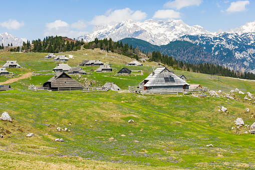 Saffron bloom and wooden huts at Velika planina, Slovenia in spring.