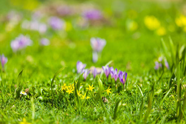 Saffron bloom at Velika planina, Slovenia in spring.