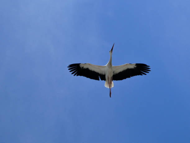 istock White stork flying with spread open wings on the blue y sky 2148690419