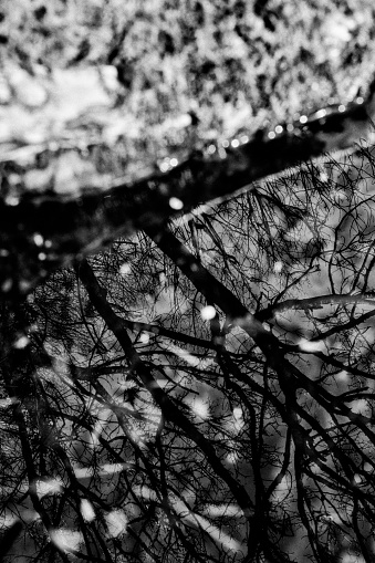 Black and white tree pond refelction
