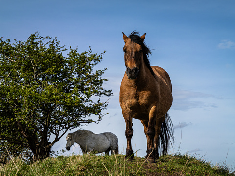 Horses grazing on green grass on a summer hillside in sunshine, blue sky behind.