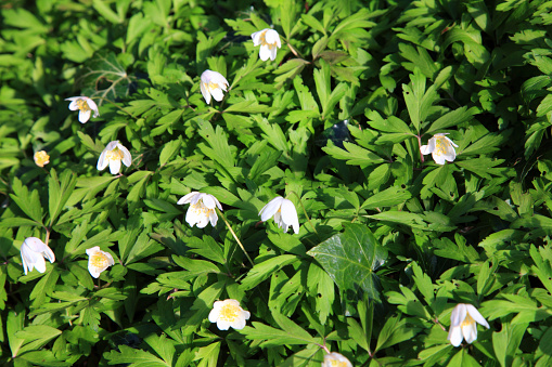 leaves and flowers of wood anemone.