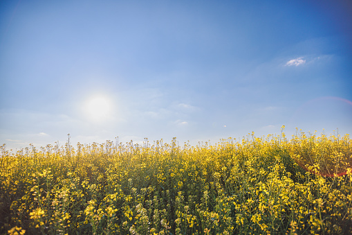 Oilseed field in yellow bloom under the blue sky on a sunny summer day, global supply and demand