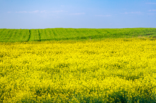 Fields of oilseed plants in yellow bloom under the clear blue sky, global supply and demand