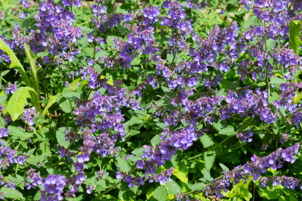 Nepeta faassenii in the garden, close-up. cat mint, Faassen's catnip. Nepeta faassenii in the garden, close-up. cat mint, Faassen's catnip. Spring bloom. nepeta faassenii stock pictures, royalty-free photos & images