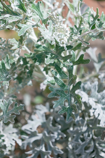 Jacobaea maritima close-up. silver ragwort, Senecio cineraria, dusty miller. Plants in the garden.