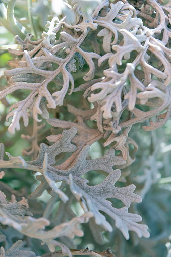 Jacobaea maritima close-up. silver ragwort, Senecio cineraria, dusty miller. Plants in the garden.