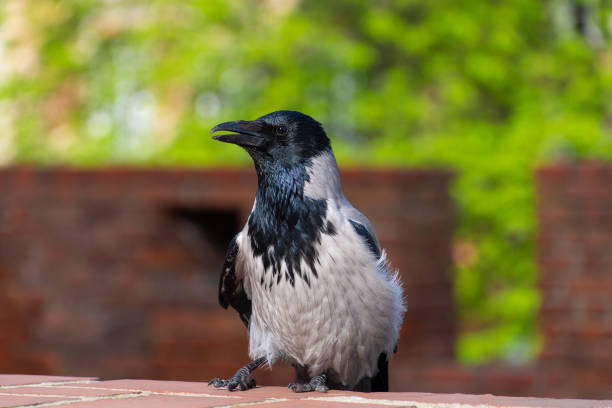 The hooded crow (Corvus cornix), close-up. the scald-crow or hoodie. Portrait of a bird.