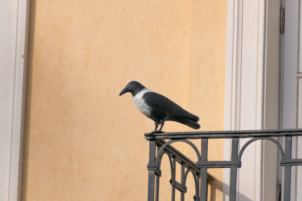 Jackdaw crow in St Magdalene Church in Richmond, London